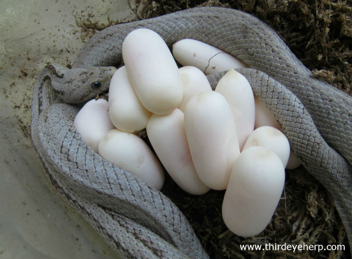 Striped Ghost Corn Snake